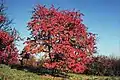 Red tree in autumn showing strong saturation, Velvia 100