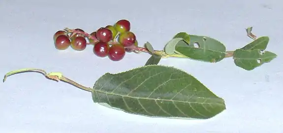 Leaf of Saskatchewan plant