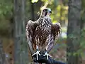 Captive, Carolina Raptor Center, United States