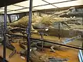 Herpetological display featuring taxidermied crocodiles