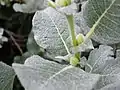 Upper surface of leaf, also showing stipules