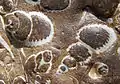 Sandstone with fossil shells
