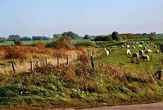 Seestermüher Marsh