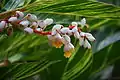 Shell ginger flowers