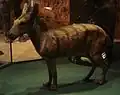 Life restoration in the Swedish Museum of Natural History