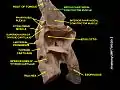 Middle pharyngeal constrictor muscle