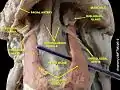 Sublingual gland