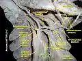 Longus colli muscle