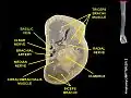 Basilic vein