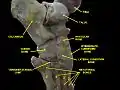 Ankle joint. Bones of foot.Deep dissection.