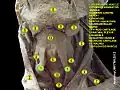 Sternohyoid muscle