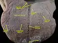 Floor of mouth. Deep dissection.Anterior view.