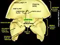 Lesser wing of sphenoid bone