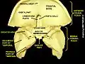 Greater wing of sphenoid bone