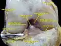 Anterior view of knee