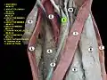 Adductor longus muscle