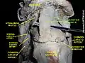 Geniohyoid muscle