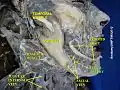 Facial artery