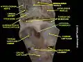 Laryngeal prominence