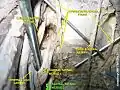 Sacral spinal nerve 2