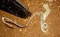 A shed snake skin in nature