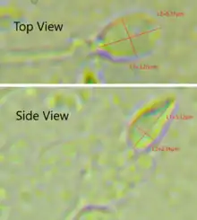Dimensions of the human sperm head measured from a 39 year-old healthy subject.