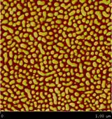 Kuraray's Septon 4055 under atomic force microscope