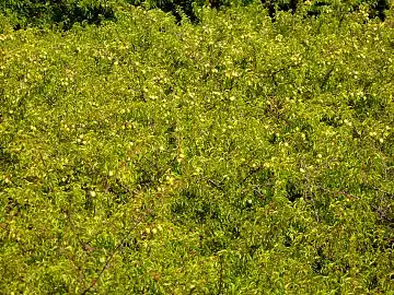 Thicket