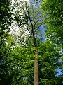 A Turkey oak coming into leaf