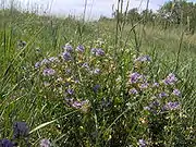 Light violet flowers
