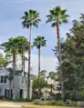 Washingtonia Robusta growing in Saint Simons Island Georgia.