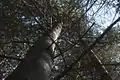 Eastern white pine in need of weeding