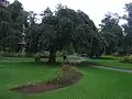Weeping Elm, Halifax Public Gardens