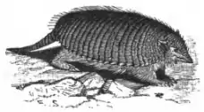 click on image to enlarge it