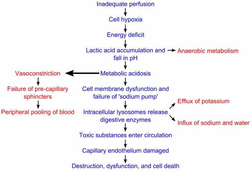 Shock cell2