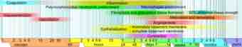 Wound healing phases