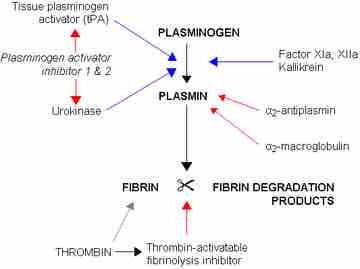 Fibrinolysis