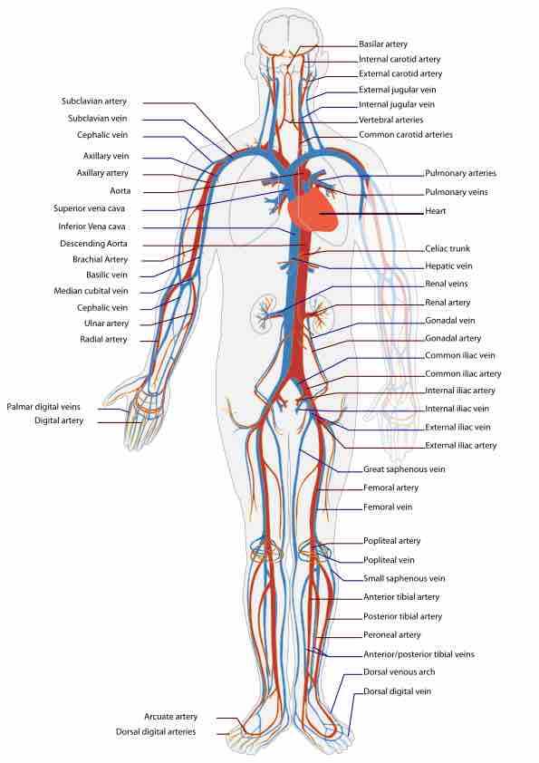 Circulatory system en