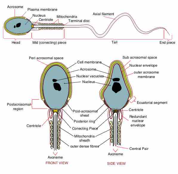of a human spermatozoa en