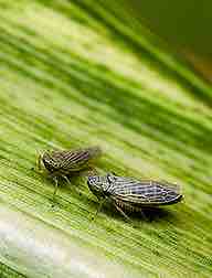 Maize Streak Virus