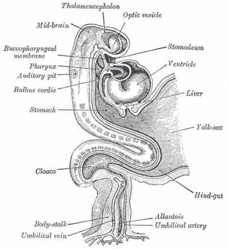 Development of Digestive System