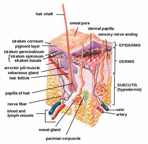 Human skin