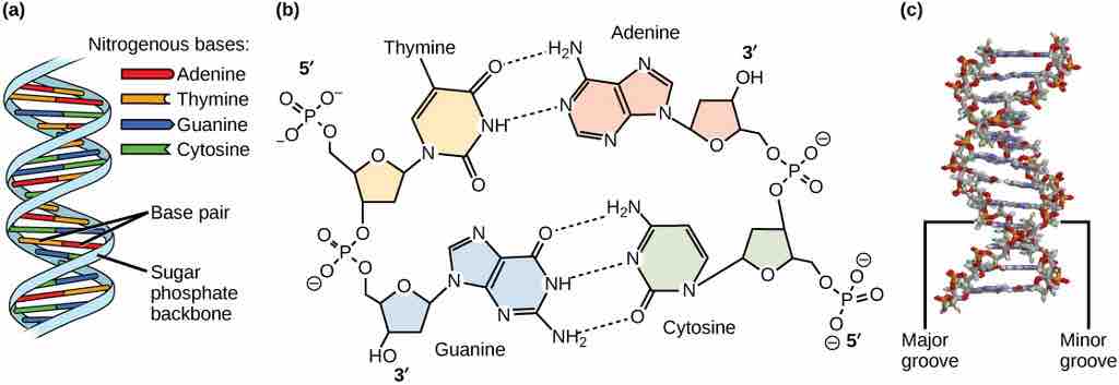 DNA Structure