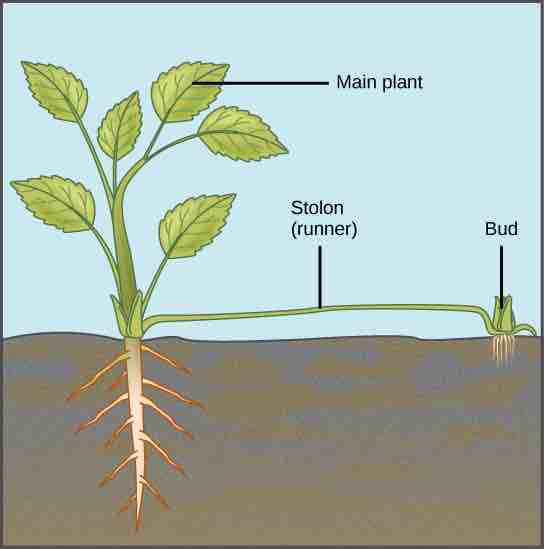 Runners: asexual reproduction
