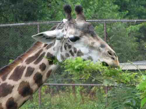 Misconceptions of Evolution: Lamarckian evolution and giraffes