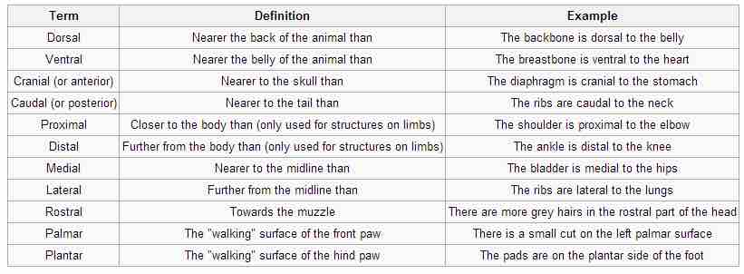 Directional terms