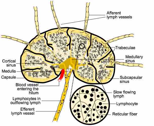 Flow of Lymph