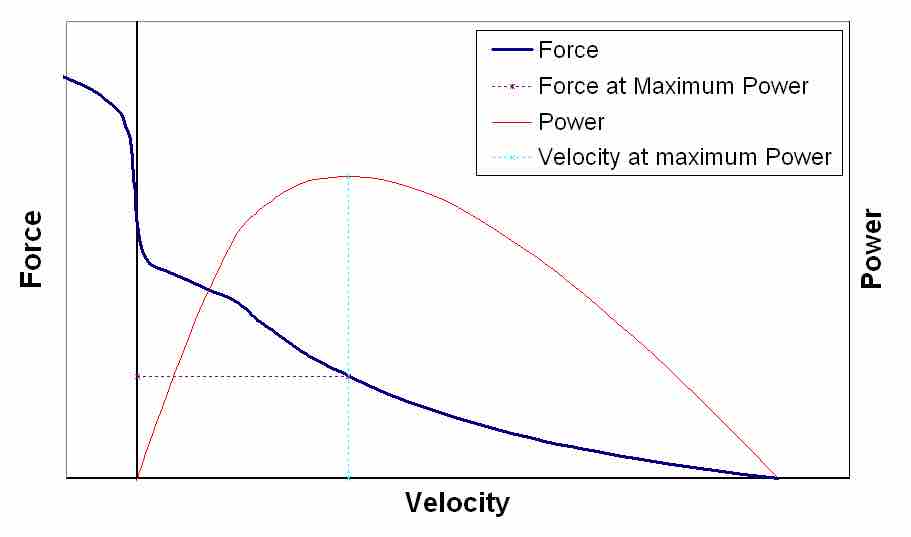 Force-Velocity Relationship