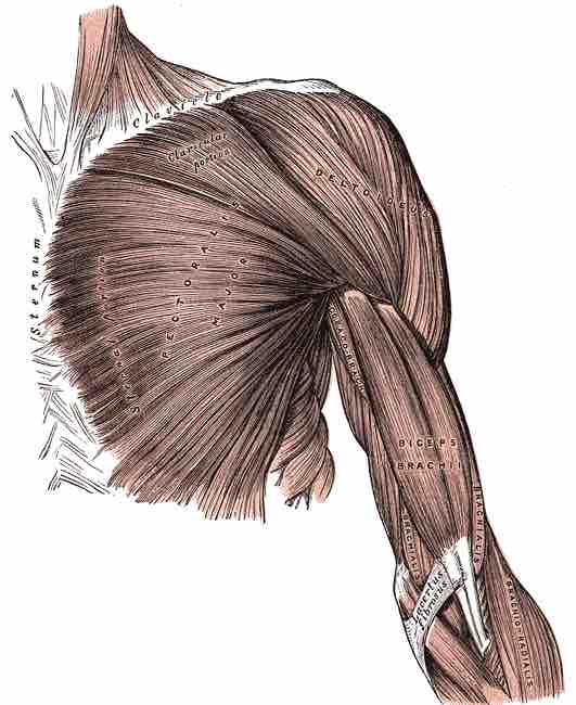 Superficial muscles of the chest and upper arm