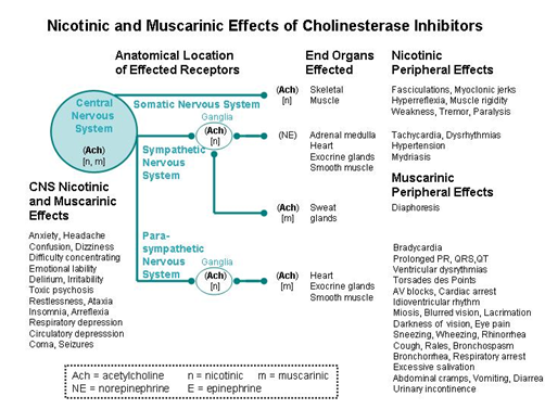 Nicotinic and muscarinic effects